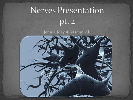 Jennie May & Yasmin Ali. Coordinates the activities between the various parts of the human body. The central nervous system includes: Brain Controls movement,