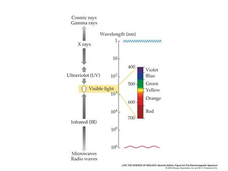 Unit 10 Photosynthesis Plants use energy from the sun and convert it to chemical energy –Glucose Photosynthesis occurs in chloroplasts Capture of light.