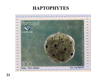 HAPTOPHYTES 21.