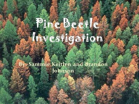 By: Sammie Keitlen and Brandon Johnson. 1 year life cycle Late Summer: Adults leave dead trees -Seek out new trees -Beetles mate -Form a tunnel under.