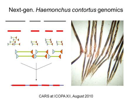 CARS at ICOPA XII, August 2010 Next-gen. Haemonchus contortus genomics.