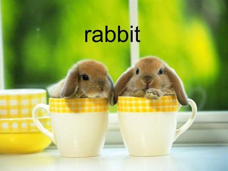 Rabbit. introduce Behavior proverb rabbit introduce Rabbits are small mammals. There are seven different genera in the family classified as rabbits,