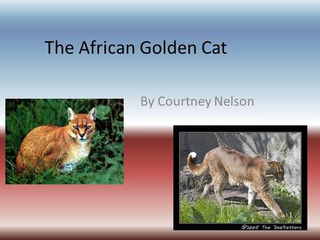 The African Golden Cat By Courtney Nelson. About Profelis aurata Medium in size, 31 in with a 12 in tail Coat color depends on location- goldish/reddish.