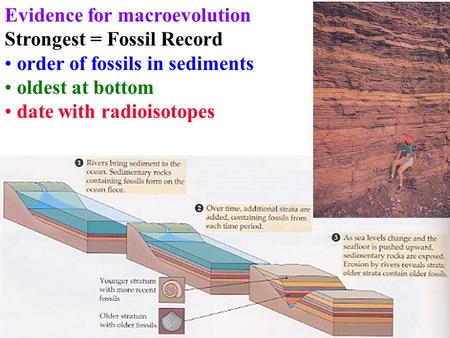 Evidence for macroevolution