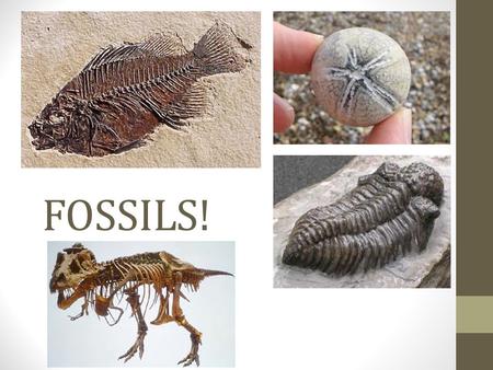 FOSSILS!.