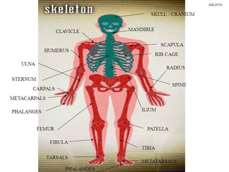 SKULL / CRANIUM MANDIBLE CLAVICLE SCAPULA HUMERUS RIB CAGE STERNUM