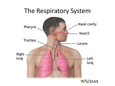 The Respiratory System