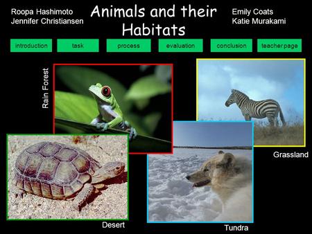 introductiontaskprocessevaluationconclusionteacher page Animals and their Habitats Grassland Tundra Desert R a i n F o r e s t Roopa Hashimoto Jennifer.