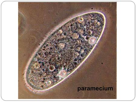 Paramecium paramecium.