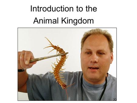 Introduction to the Animal Kingdom. Which of these is an “animal”?