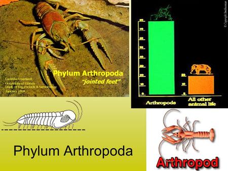 Phylum Arthropoda.