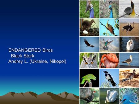 ENDANGERED Birds Black Stork Andrey L. (Ukraine, Nikopol)