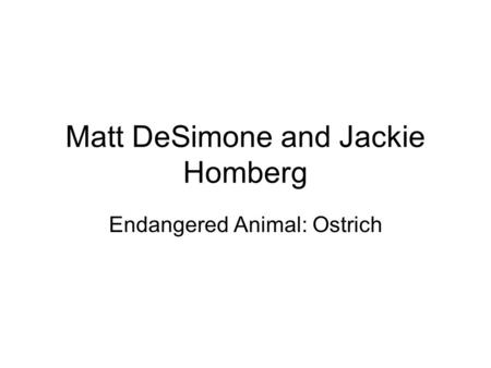 Matt DeSimone and Jackie Homberg Endangered Animal: Ostrich.