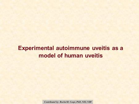 Experimental autoimmune uveitis as a model of human uveitis