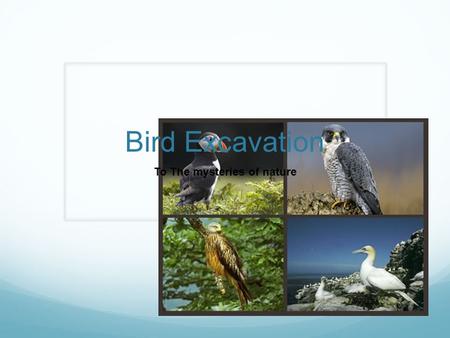 Bird Excavation To The mysteries of nature. Cost It will cost you a modest fee of $3413. This includes your flight. But this is not just any trip at any.