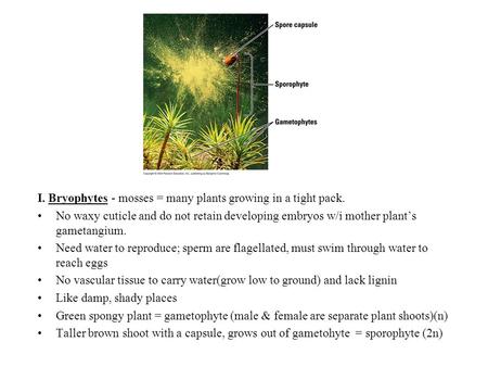 I. Bryophytes - mosses = many plants growing in a tight pack. No waxy cuticle and do not retain developing embryos w/i mother plant’s gametangium. Need.