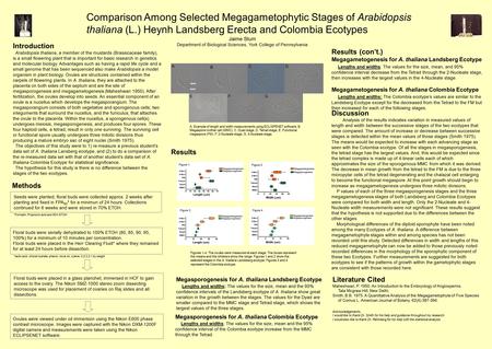 Results Comparison Among Selected Megagametophytic Stages of Arabidopsis thaliana (L.) Heynh Landsberg Erecta and Colombia Ecotypes Jaime Stum Department.