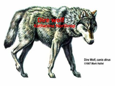 Dire wolf Katherine Northrop. Appearance The dire wolf had sharp teeth and short legs. Covering it’s body was a thick cote of fur.