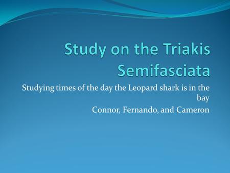 Studying times of the day the Leopard shark is in the bay Connor, Fernando, and Cameron.