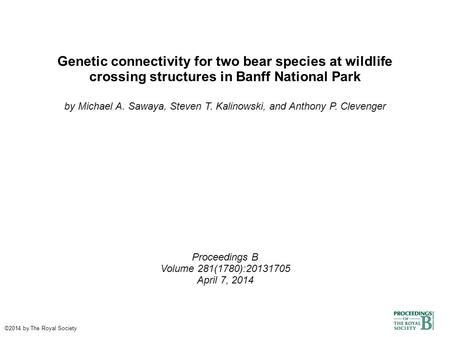 Genetic connectivity for two bear species at wildlife crossing structures in Banff National Park by Michael A. Sawaya, Steven T. Kalinowski, and Anthony.