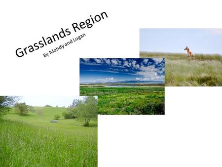 Grasslands Region By Mahdy and Logan Animal Life Grizzly bears and cougars roamed the grasslands. There were also large herds of Pronghorn antelope,