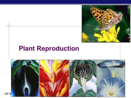 AP Biology 2005-2006 Plant Reproduction. AP Biology The parasitic plant Rafflesia arnoldii (aka the corpse flower!)  Produces enormous flowers that can.