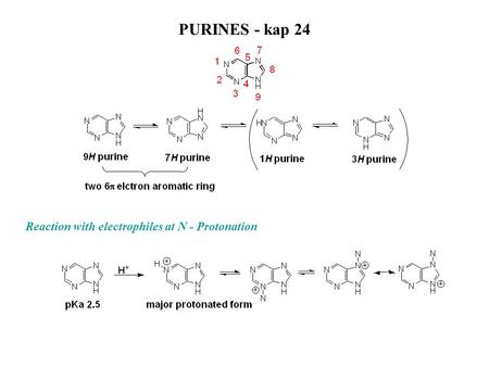 PURINES - kap 24 Reaction with electrophiles at N - Protonation.