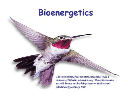 Bioenergetics The tiny hummingbirds can store enough fuel to fly a distance of 500 miles without resting. This achievement is possible because of the ability.