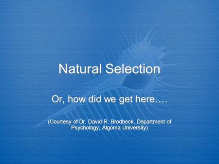 Natural Selection Or, how did we get here…. (Courtesy of Dr. David R. Brodbeck, Department of Psychology, Algoma University) Or, how did we get here….