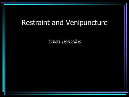 Restraint and Venipuncture Cavia porcellus. Handling Guinea pigs are easy to handle as they do not move quickly, seldom bite and do not inflict injury.