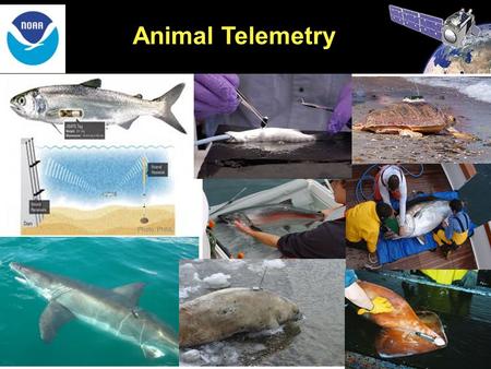 Animal Telemetry Photo: PNNL. Building a Marine Life Observing System: Tracking Animals Should be A Part of IOOS TAGGING OF PACIFIC PELAGICS Leveraging.