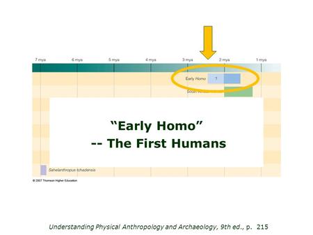 Understanding Physical Anthropology and Archaeology, 9th ed., p. 215 “Early Homo” -- The First Humans.