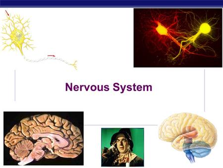 Nervous System Every time you move a muscle & every time you think a thought, your nerve cells are hard at work. They are processing information: receiving.