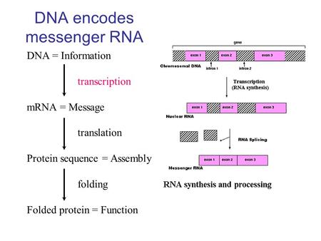 DNA encodes messenger RNA