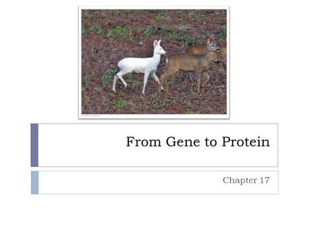 From Gene to Protein Chapter 17.