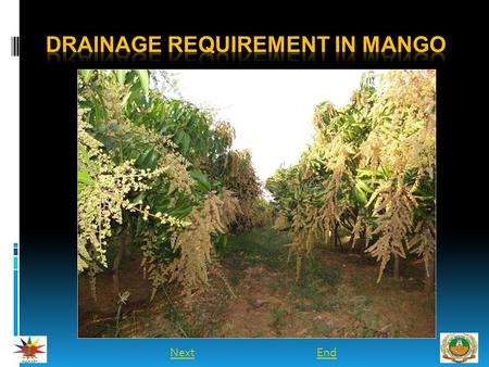 NextEnd. INTRODUCTION  Mango trees grow best on a slight slope which enables runoff of excess water and prevents water logging.  Depressions or basins.