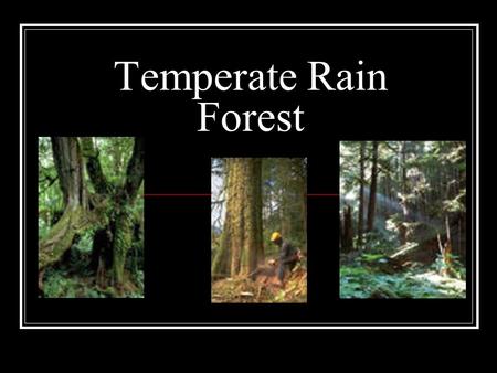 Temperate Rain Forest. Temperate Rain Forest “Old Growth Forest” Climate Description Cool Humid and moist Moderate temperature Tree branches covered with.