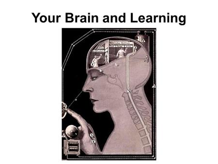 Your Brain and Learning. Before We Get Underway WHAT DO YOU THINK? –Can your brain grow new cells? –Does what you eat and drink affect your brain? –Does.