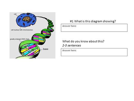 #1 What is this diagram showing? Answer here: What do you know about this? 2-3 sentences Answer here: