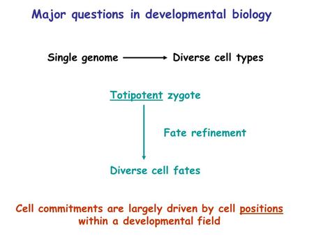 Major questions in developmental biology Single genome Diverse cell types Totipotent zygote Fate refinement Diverse cell fates Cell commitments are largely.