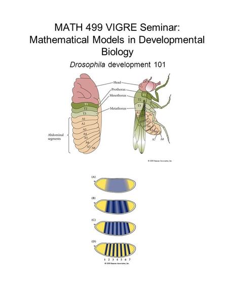 MATH 499 VIGRE Seminar: Mathematical Models in Developmental Biology