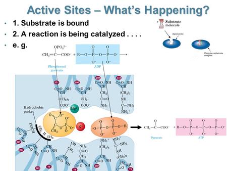 Active Sites – What’s Happening? 1. Substrate is bound 2. A reaction is being catalyzed.... e. g.