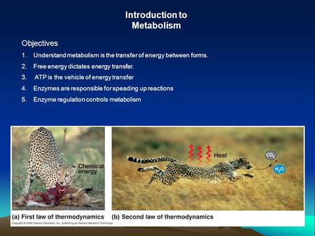 Introduction to Metabolism Objectives 1.Understand metabolism is the transfer of energy between forms. 2.Free energy dictates energy transfer. 3. ATP is.