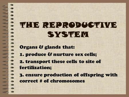 THE REPRODUCTIVE SYSTEM