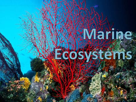 Marine Ecosystems.