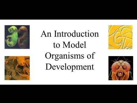 An Introduction to Model Organisms of Development.