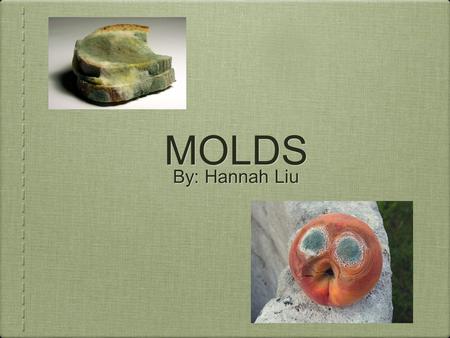 MOLDS By: Hannah Liu. Structures Mold: a rapidly growing, asexually reproducing fungus all species of microscopic fungi that grow in the form of multicellular.