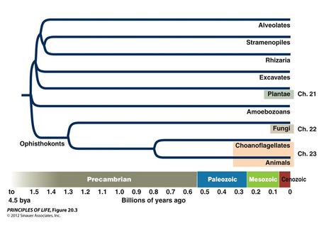 Synapomorphies that distinguish the fungi: