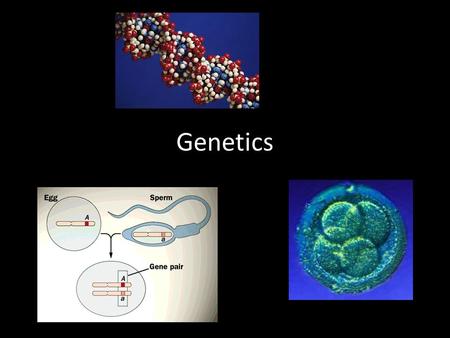 Genetics. Genetics and Behaviour For behaviour to be affected by natural selection, some variation in behaviour must be inherited – If not, the characteristics.