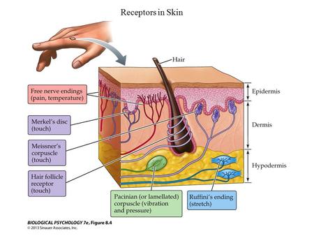 Receptors in Skin Skin has three separate layers: